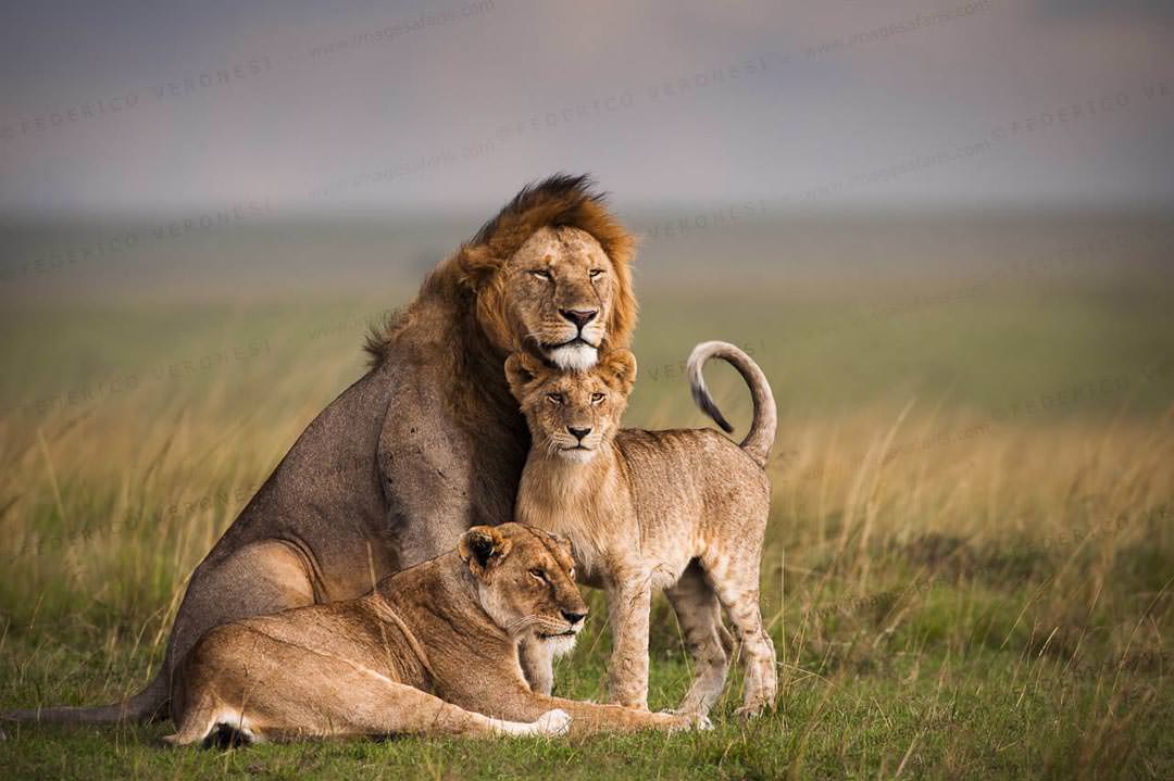Lions-in-Maasai-mara