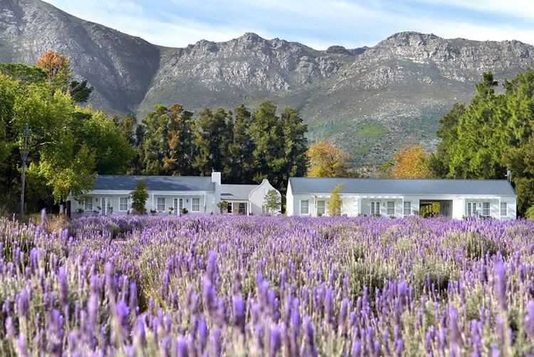 m_lavender_farm_guest_house_5